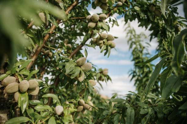 Almond tree stock photo