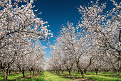 istock Almond Trees in Bloom 467498959