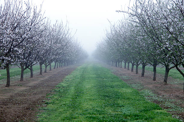 Almond trees stock photo