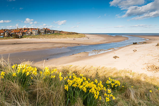 Alnmouth beach in spring Alnmouth beach with spring daffodills as the River Aln meets the sea northumberland stock pictures, royalty-free photos & images