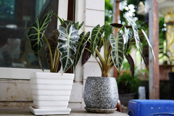 Alocasia sanderiana in flower pot Beautiful Alocasia sanderiana in white flower pot for home decoration Alocasia Houseplant  stock pictures, royalty-free photos & images