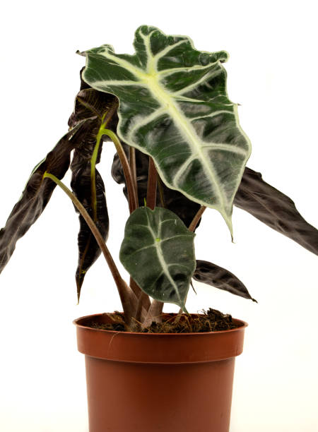 Alocasia sanderiana in pot with white background, seen closely. Alocasia sanderiana in pot with white background, seen closely. Alocasia Polly  stock pictures, royalty-free photos & images