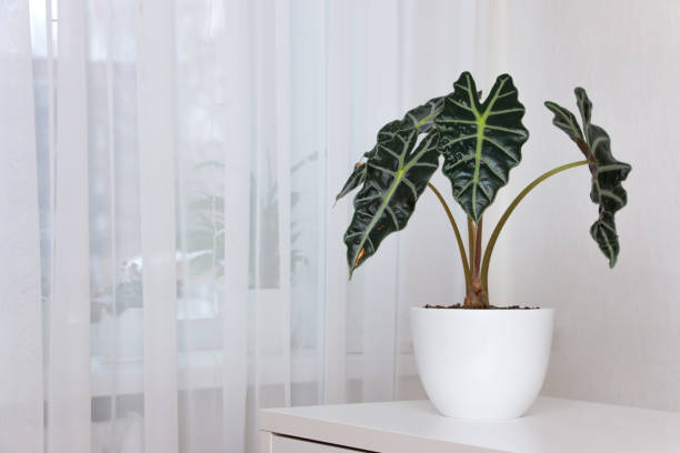 Alocasia tropical plant on a white table. Home floriculture concept.