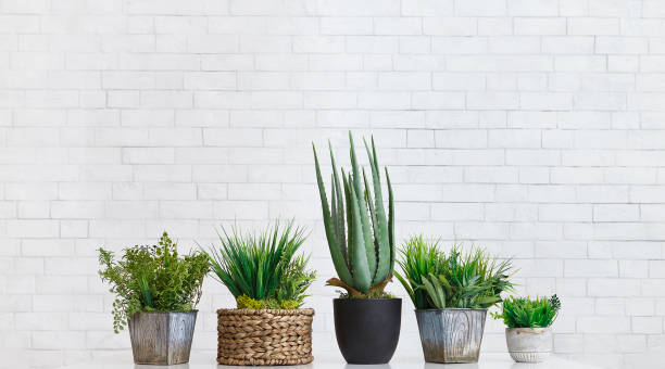 aloë en evergreen planten in verschillende potten, gewas - needle spiking stockfoto's en -beelden