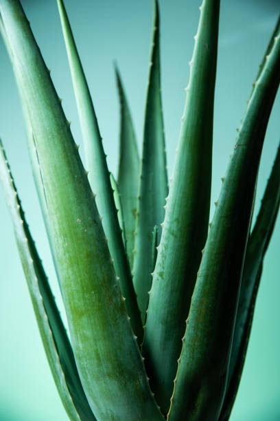 Aloe Plant stock photo