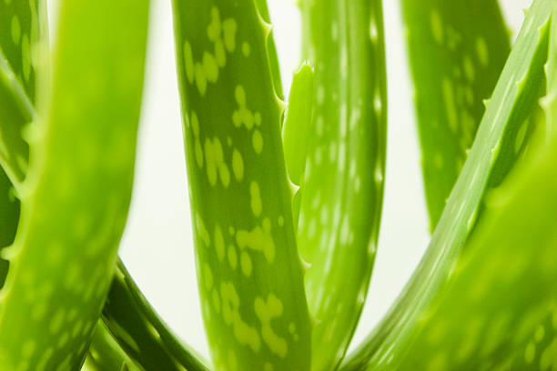 Aloe Vera alternative medicine plant stock photo