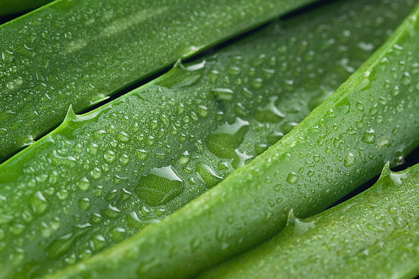 Aloe Vera background Dewy Aloe Vera background. You may also like: aloe stock pictures, royalty-free photos & images