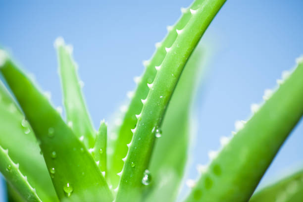 Aloe vera stock photo