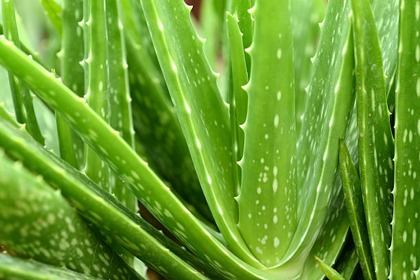 Aloe Vera Plant close-up stock photo