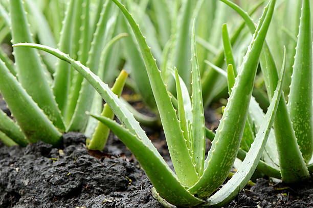 Aloe Vera Plant growth in farm stock photo
