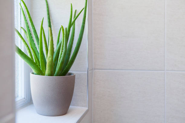 Aloe Vera plant in bathroom Aloe Vera plant in a pot in a tiled bathroom with copy space to the right bathroom plant stock pictures, royalty-free photos & images