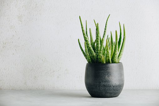 Aloe vera plant in design modern pot and white wall mock up. Minimalistic stylish interior, home decor, natural skin therapy concept, copy space