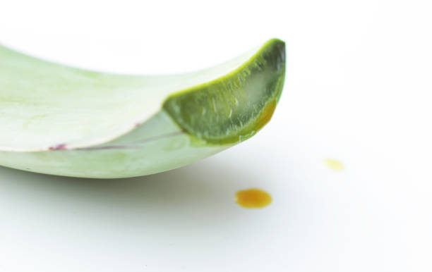 aloe vera plant on white background - vera pauw 個照片及圖片檔