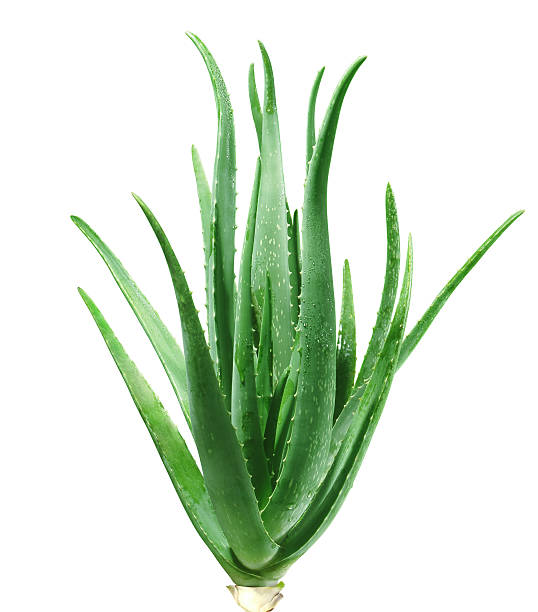 Aloe Vera Plant "Aloe Vera Plant. The file includes a excellent clipping path, so it's easy to work with these professionally retouched high quality image. Thank you for checking it out!" aloe stock pictures, royalty-free photos & images