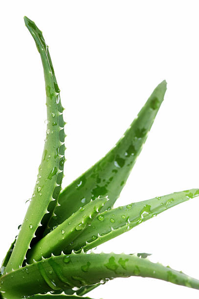 Aloe vera plant with water droplets stock photo