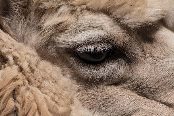 Alpaca eye stock photo