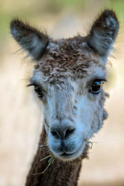 Best Shaved Llama Stock Photos, Pictures & Royalty-Free Images - iStock