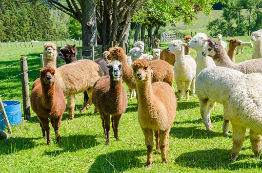 A young golden colored alpaca on a farm with green pastures