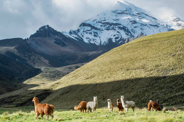 Alpacas in front of Chimborazo volcano, Andes, Ecuador stock photo