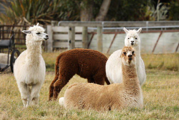 Alpacas in New Zealand stock photo