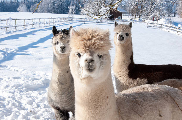 Alpacas in the snow stock photo