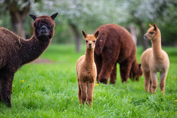 Alpacas with offspring, a South American mammal stock photo