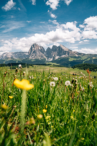 Alpe di Siusi with Sassolungo, Langkofel mountain group in Dolomites, Italy. Trentino Alto Adige. Flowers in the foreground.