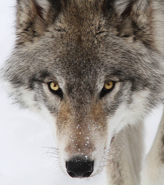 retrato de lobo-de-madeira macho alfa - wolf portrait - fotografias e filmes do acervo