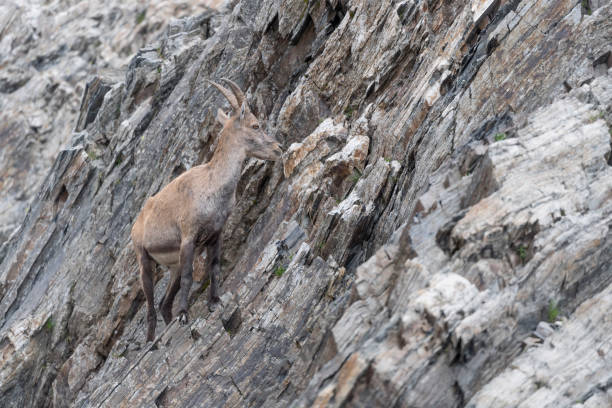 stambece alpina femmina sulla roccia (capra ibex) - stambecco delle alpi foto e immagini stock