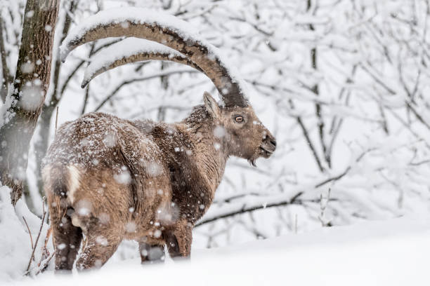Alpine ibex under snowstorm (Capra ibex) beautiful portrait for the King of Alps mountains in a difficult winter capricorn stock pictures, royalty-free photos & images