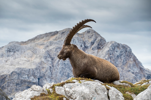 Steinbock Pictures Download Free Images on Unsplash Steinbock Pictures Download Free Images on Unsplash