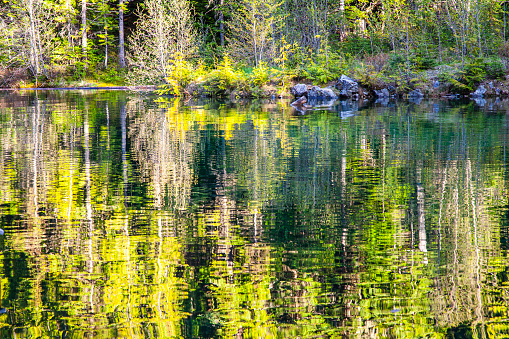 Alpine lake with bright green pine tree forest reflecting on surface