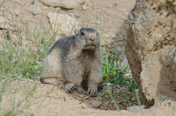 Alpine marmot stock photo