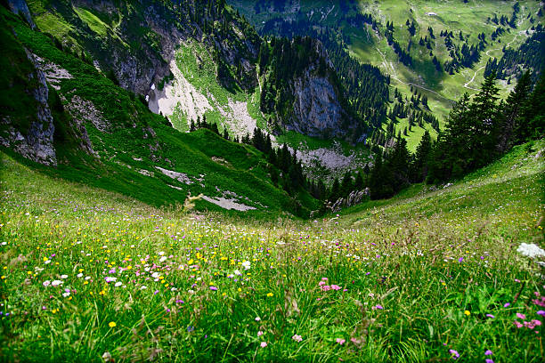 Alpine Meadow stock photo