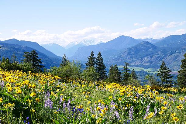 Alpine Meadows Filled with Wild Flowers and Snowcapped Mountains. Balsam Root and Lupines  blooming on Patterson Mountain near Winthrop, North Cascades National Park, Washington State, USA. . wildflower stock pictures, royalty-free photos & images