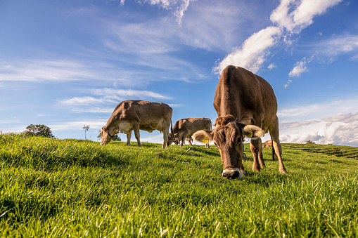 A herd of alpine milk cows grazing on Napf-hill. Green pasture, blue sky