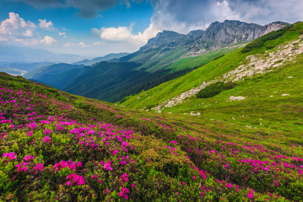 Alpine pink rhododendron flowers in the mountains, Bucegi, Carpathians, Romania Breathtaking summer landscape, alpine colorful pink rhododendron mountain flowers on the slopes in Bucegi mountains, Carpathians, Transylvania, Romania, Europe bucegi mountains stock pictures, royalty-free photos & images