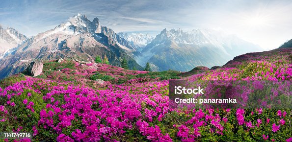 istock Alpine rhododendrons on the mountain fields of Chamonix 1141749716