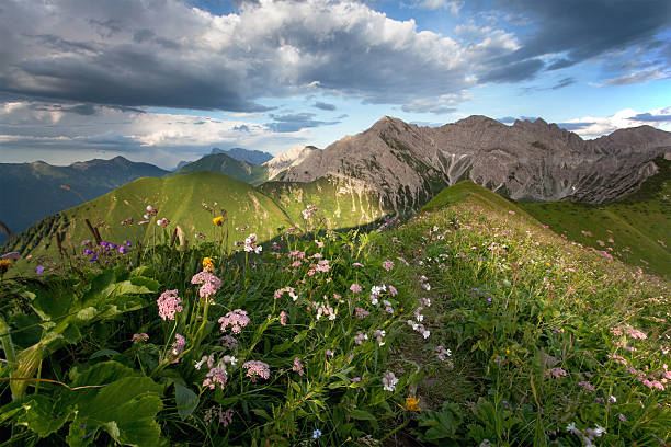 alpine summer meadows  lech valley stock pictures, royalty-free photos & images