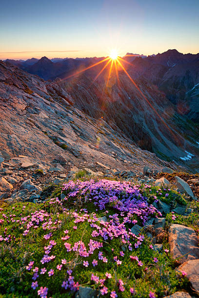 alpine sunrise with flowers in the foreground alpine sunrise with flowers in the foreground lechtal alps stock pictures, royalty-free photos & images