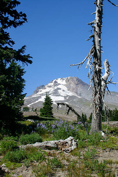 Alpine View stock photo