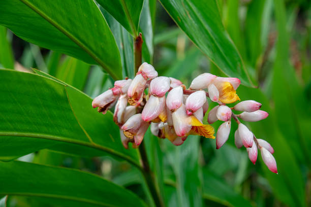 Alpinia zerumbet or shell ginger, tropical flora with unusual yellow flowers emerging from waxy white and pinkish shells stock photo
