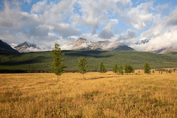 altai snow mountain and steppe forest stock photo