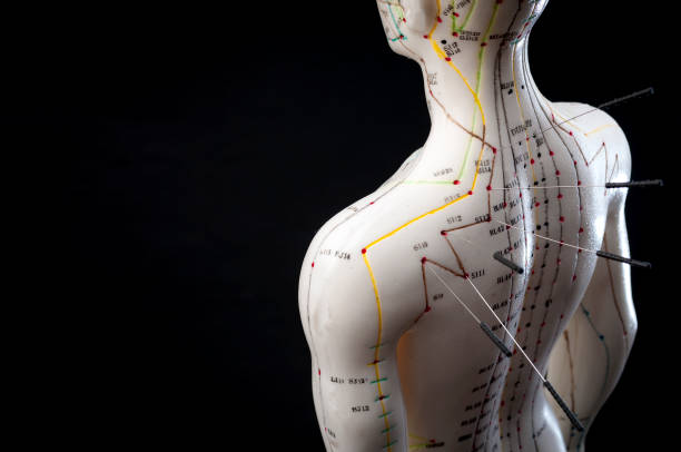 Alternative medicine and east asian healing methods concept Alternative medicine and east asian healing methods concept with acupuncture dummy model with copy space. Acupuncture is the practice of inserting needles in the subcutaneous tissue, skin and muscles anatomical model photos stock pictures, royalty-free photos & images