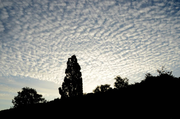 Altocumulus clouds Altocumulus clouds (lamb clouds) before sunset, in a black silhouet landscape altocumulus stock pictures, royalty-free photos & images