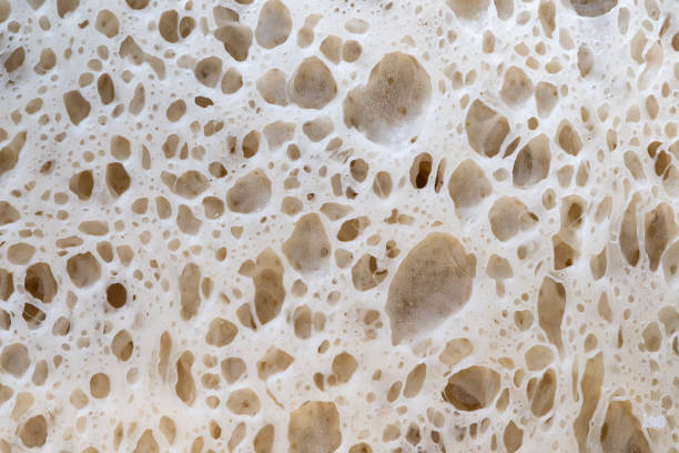 alveolus gluten matrix alveolus gluten net fermentation on bread dough fermenting stock pictures, royalty-free photos & images