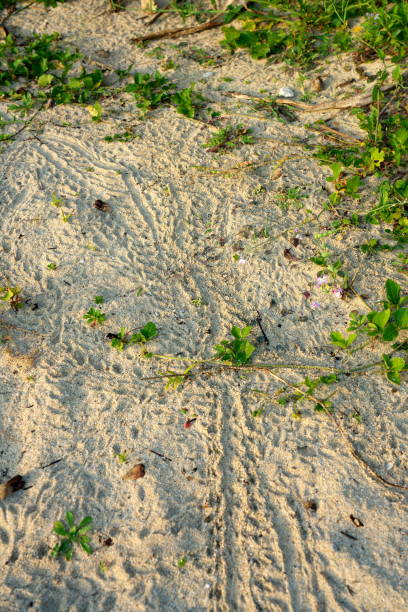 amami oshima, giappone - una scia di granchio eremita terrestre, coenobita purpureus stimpson - specie protette a livello nazionale, sulla spiaggia di tomori ad amami oshima, kagoshima, giappone - tomori foto e immagini stock