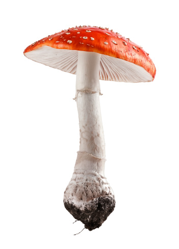 Amanita muscaria mushroom close up studio shoot