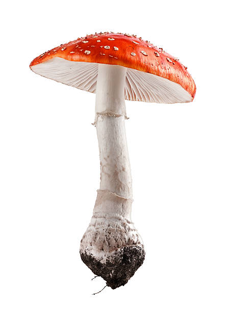 Amanita muscaria mushroom close up studio shoot stock photo