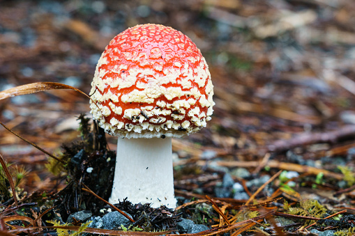 Amanita muscaria or fly agaric toadstool on forest floor